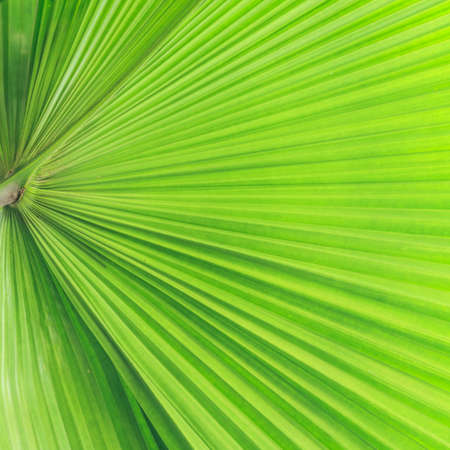 Green palm tree leaf use as Backgroundの写真素材