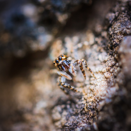 Closeup of Spider on old log texture の写真素材