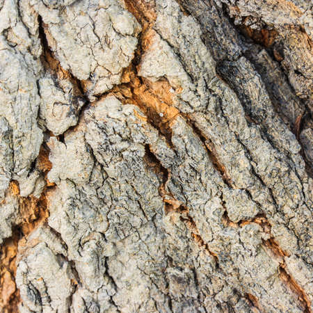 old wood texture 