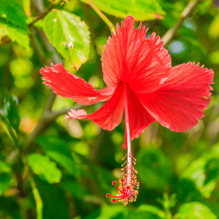 The brilliant red flower of an hibiscus glowing in the sun の写真素材