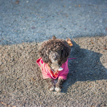 dog in magenta dress sit on floorの写真素材
