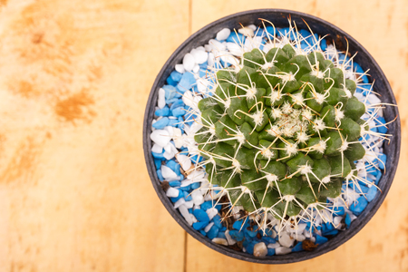 cactus succulent plant in pot interiorgardening decorの写真素材