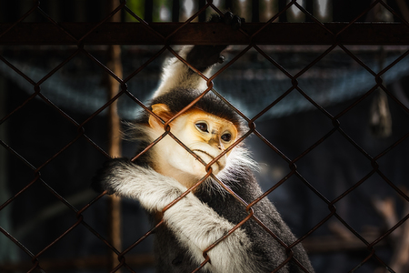 a Red-shanked douc is in the cage look outside sadly
