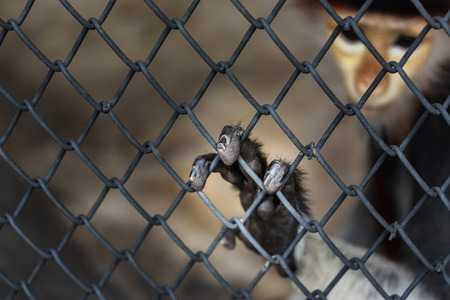HAND OF A MONKEY IN A CAGEの写真素材