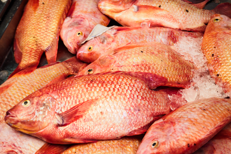 red tilapia fishes are frozen in the ice at seafood marketの写真素材