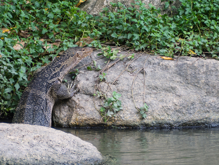 monitor lizard climb up from the waterの写真素材
