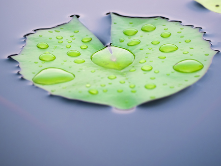 water droplets on lotus leafの写真素材
