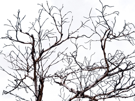 dead tree isolated on whiteの写真素材