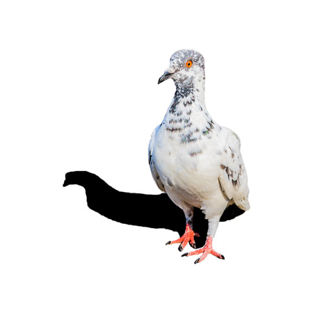 white pigeon with shadow isolated on white.の写真素材