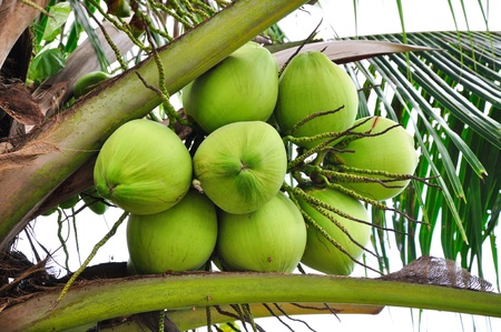 Coconutの写真素材
