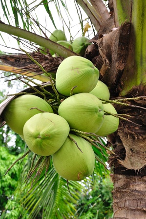 Coconut Treeの写真素材
