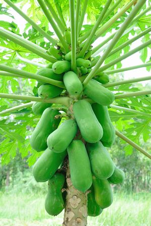 Papaya Treeの写真素材