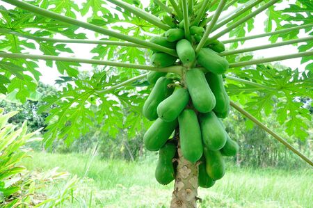 Papaya tree Landの写真素材