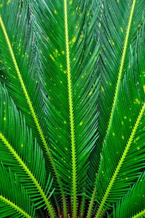 Green farn Asainの写真素材