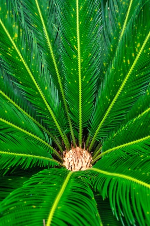 Green fern in thaiの写真素材