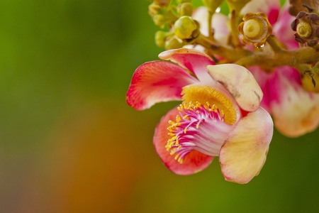 Cannonball Treeの写真素材