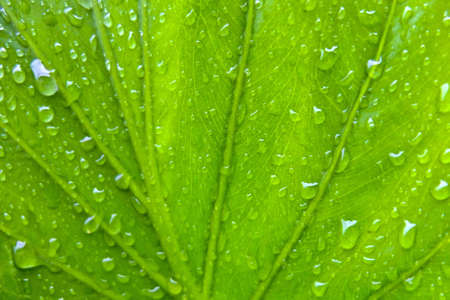 Water Drops on Green Plant Leaf
