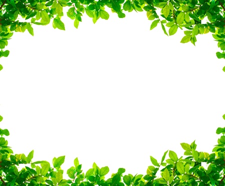 Green leaves on white background