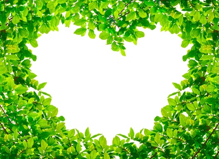 Heart Green leaves on white backgroundの写真素材
