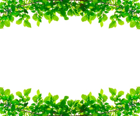 Green leaves on white backgroundの写真素材