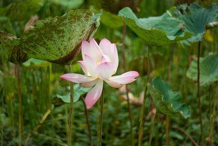 Red lotus in the garden of the universityの写真素材