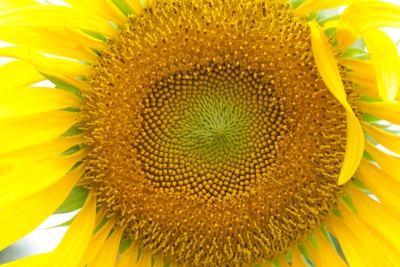 Sunflowerの写真素材