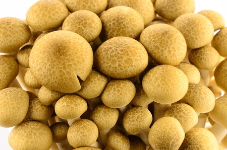 mashroom isolated on white backgroundの写真素材