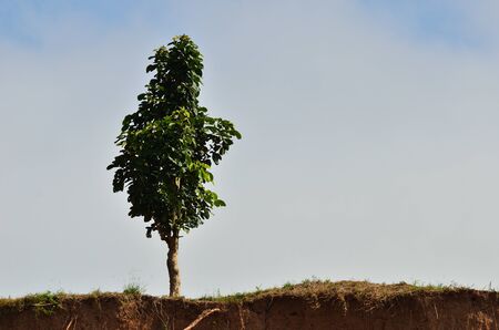 landscape of tree on hill