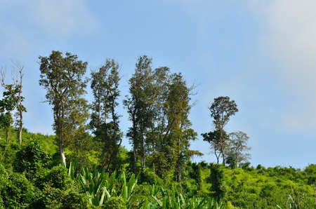 beautiful mountain landscape in asia