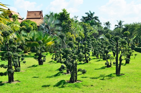 the beautiful tooth brush treeのeditorial素材