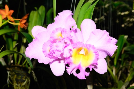 beautiful orchid in the gardenの写真素材