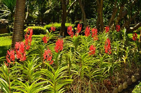 beautiful orchid in the gardenのeditorial素材