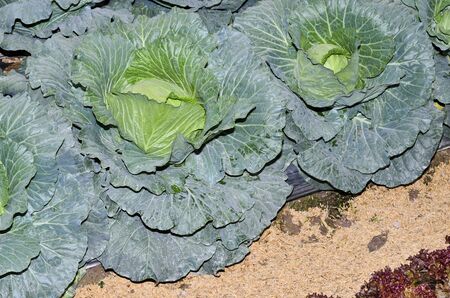 The head of green cabbage on bedのeditorial素材