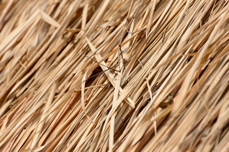 Closeup texture of thatch roof for backgroundの写真素材