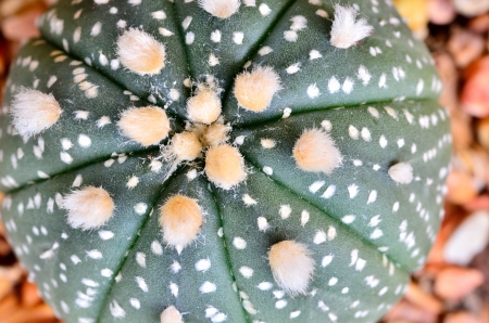 high detail of the cactus closeupの写真素材