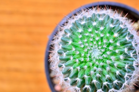 high detail of the cactus closeupの写真素材
