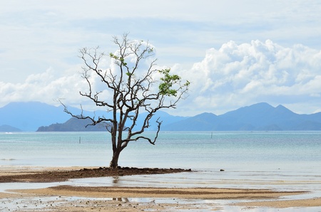 Alone mangrove tree grows in the shallow waterの写真素材