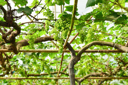 Grapes on the vine in vineyard before harvestの写真素材