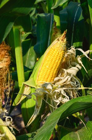 Beautiful maturing corn ears on the stalkの写真素材