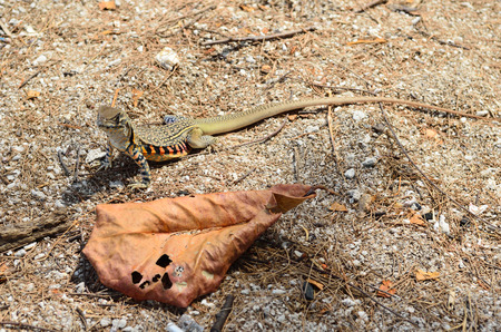 Beautiful Common Butterfly Lizard (Leiolepis belliana)の写真素材