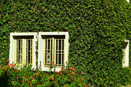 Green ivy surrounding the wall of a house
