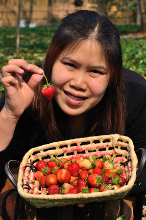 The basket of strawberries in the women handの写真素材