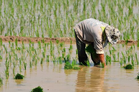 Thai farmers are planting rice in the farm.の写真素材
