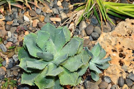 Cactus planted in the botanical gardenの写真素材