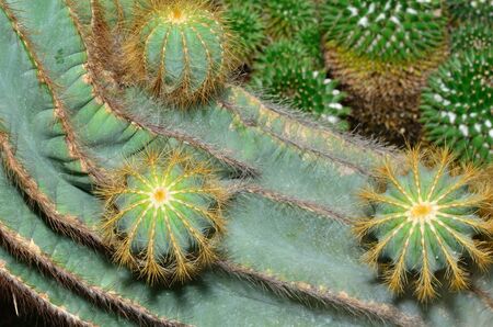 Cactus planted in the botanical gardenの写真素材