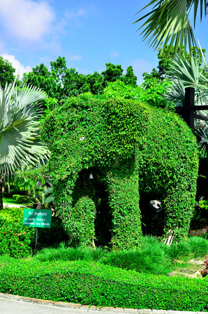 Beautiful the green dwarf trees at gardenの写真素材