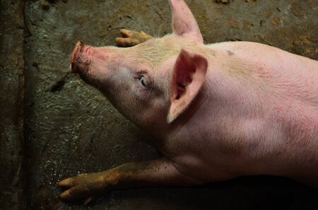single pig at an agricultural farmの写真素材