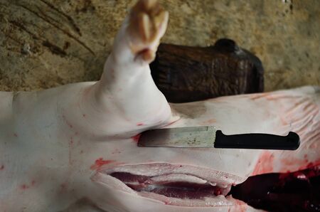 traditional home made pig slauhteringの写真素材
