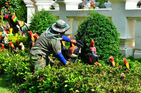 Close up gardener trimming hedge in the treeの写真素材