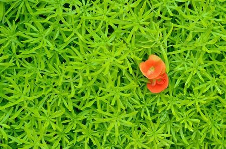 Green plant with small leaves, beatiful tiny leaves for background